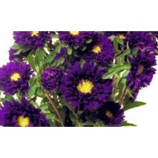Aster - Matsumoto - Purple (bunch of 10 stems)